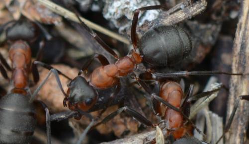 Réf. 305 305 : Formica sp.